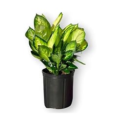 Andersen farms dieffenbachia for sale  Delivered anywhere in USA 