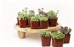 Plants pack succulents for sale  Delivered anywhere in USA 