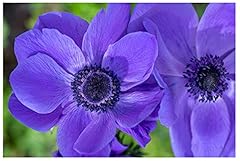20x anemone coronaria for sale  Delivered anywhere in UK