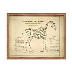 Vintage horse skeleton for sale  Delivered anywhere in USA 