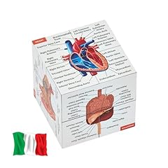 Cubo studio anatomia usato  Spedito ovunque in Italia 