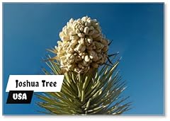 Joshua tree flower. usato  Spedito ovunque in Italia 