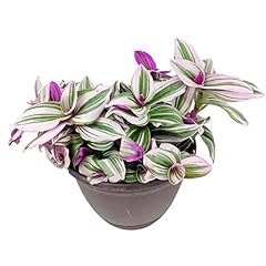 Tradescantia nanouk colorful for sale  Delivered anywhere in USA 