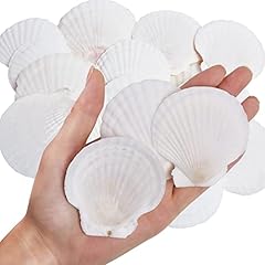 30pcs natural scallop for sale  Delivered anywhere in USA 