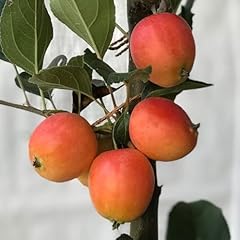 John downie zierapfel gebraucht kaufen  Wird an jeden Ort in Deutschland