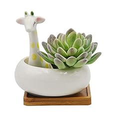 Cuteforyou succulent pots for sale  Delivered anywhere in USA 