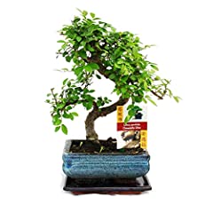 Bonsai elm parvifolia for sale  Delivered anywhere in UK