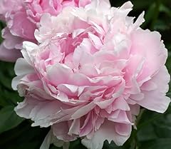 Sarah bernhardt double for sale  Delivered anywhere in USA 