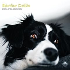 Border collie calendar for sale  Delivered anywhere in Ireland