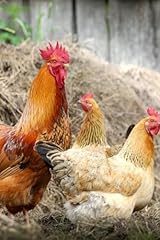 Chickens rooster password for sale  Delivered anywhere in USA 