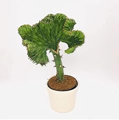Euphorbia lactea green for sale  Delivered anywhere in UK