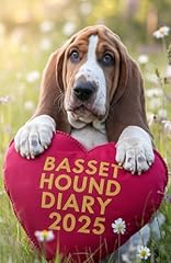 Basset hound dog for sale  Delivered anywhere in UK