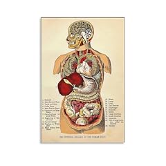 Cypgtbck vintage anatomy for sale  Delivered anywhere in USA 