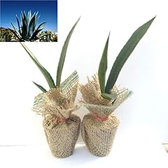 Agave americana blue for sale  Delivered anywhere in USA 