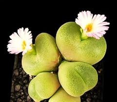 Conophytum subfenestratum rara for sale  Delivered anywhere in UK