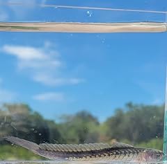 Dragon goby fish for sale  Delivered anywhere in USA 