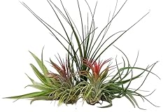 Air plants mixed for sale  Delivered anywhere in UK