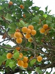Apricot tree bergeron for sale  Delivered anywhere in UK