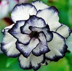 Black white desert for sale  Delivered anywhere in USA 