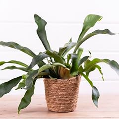 Silver staghorn fern for sale  Delivered anywhere in UK