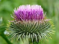 Seeds cotton thistle for sale  Delivered anywhere in UK