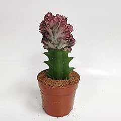 Coral cactus euphorbia for sale  Delivered anywhere in UK