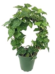 English ivy hoop for sale  Delivered anywhere in USA 