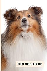 Shetland sheepdog perfect for sale  Delivered anywhere in UK