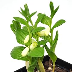 Polygonatum humile dwarf for sale  Delivered anywhere in USA 