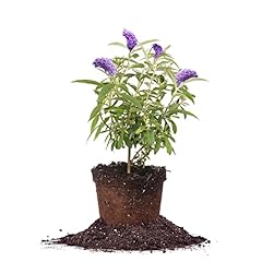 Perfect plants nanho for sale  Delivered anywhere in USA 