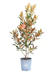 Vannucci piante magnolia usato  Spedito ovunque in Italia 