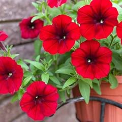 Carbeth plants petunia for sale  Delivered anywhere in UK