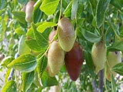 9eztropical jujube ga866 for sale  Delivered anywhere in USA 