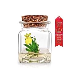 Bloomify award winning for sale  Delivered anywhere in USA 