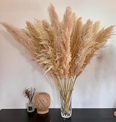 Stück 100cm pampasgras gebraucht kaufen  Wird an jeden Ort in Deutschland