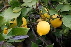 Pianta limone pre usato  Spedito ovunque in Italia 