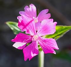 Campion gorgeous pink for sale  Delivered anywhere in UK