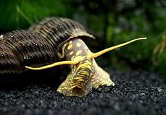 Aquatics spotted rabbit for sale  Delivered anywhere in UK