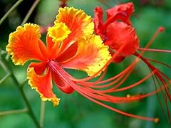 Red bird paradise for sale  Delivered anywhere in USA 