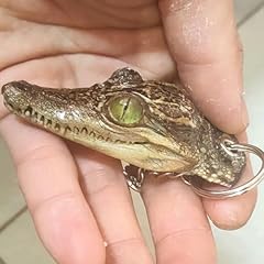 Wholesale pcs taxidermy for sale  Delivered anywhere in USA 
