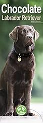 Chocolate labrador retriever d'occasion  Livré partout en France