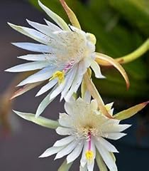Hookeri strictum epiphyllum for sale  Delivered anywhere in USA 