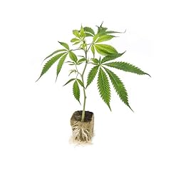 Piantina ornamentale cannabis usato  Spedito ovunque in Italia 