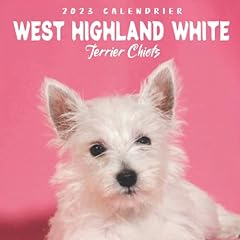 West highland white d'occasion  Livré partout en France
