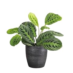 Thorsen greenhouse lemon for sale  Delivered anywhere in USA 