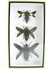 Asiahouse24 jewel beetle gebraucht kaufen  Wird an jeden Ort in Deutschland
