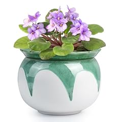 Buymax african violet for sale  Delivered anywhere in USA 