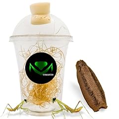 Usmantis carolina praying for sale  Delivered anywhere in USA 