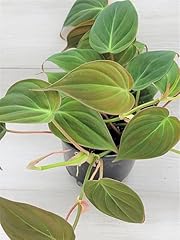 Philodendron micans live for sale  Delivered anywhere in USA 