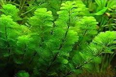 Marcus fish tanks for sale  Delivered anywhere in USA 
